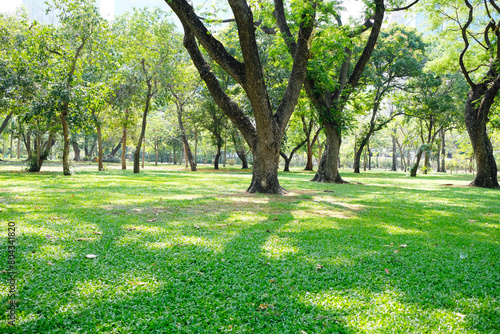 green tree or green forest.