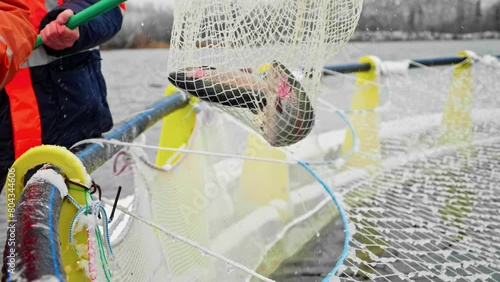Fish Farm. The Beauty of Aquafarming: Fresh Trout in Net Close-Up