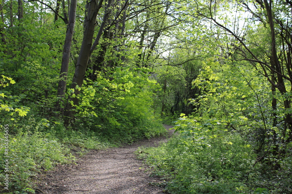 Woodland on a warm sunny spring day
