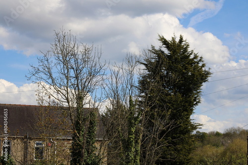 Wallpaper Mural Houses with beautiful gardens surrounded by trees  Torontodigital.ca