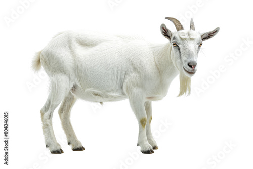 White Goat with Curved Horns Isolated on transparent