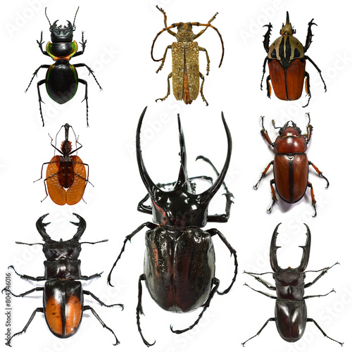 collection of beetle insects isolated on white background.