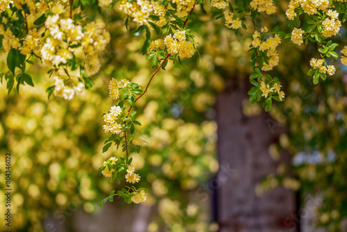 a woody rose with yellow petals in full bloom in the garden