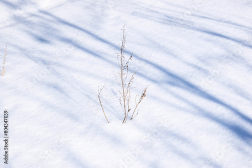 Small bush in the snow
