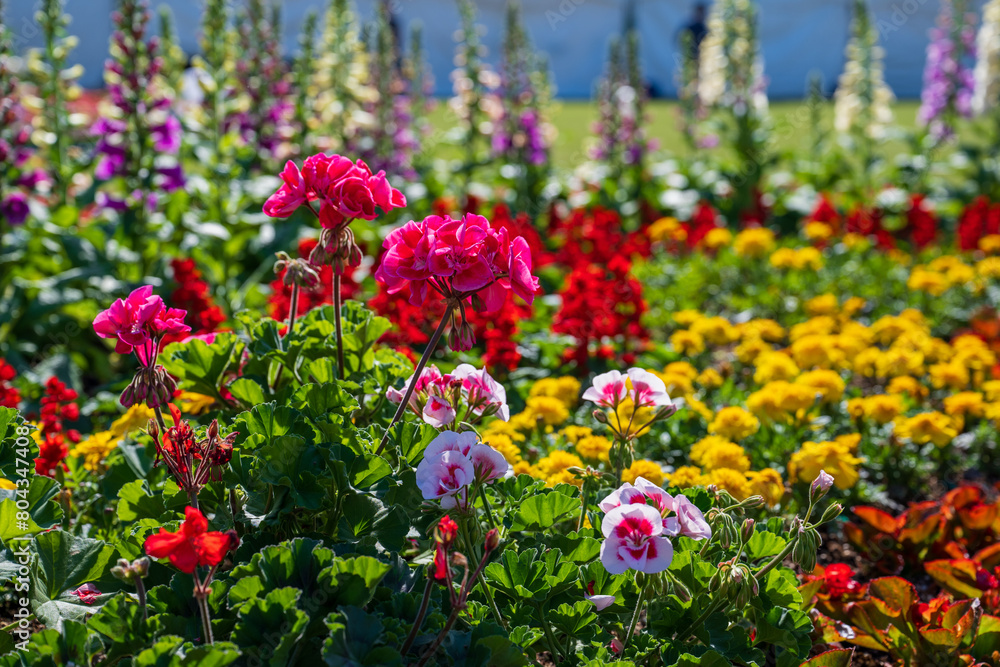 Garden scenery with colorful flowers blooming in May Garden scenery with colorful flowers blooming in May