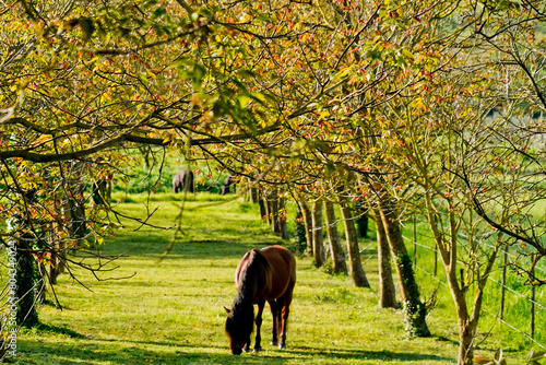 cavallo al pascolo,Toscana,Italia photo