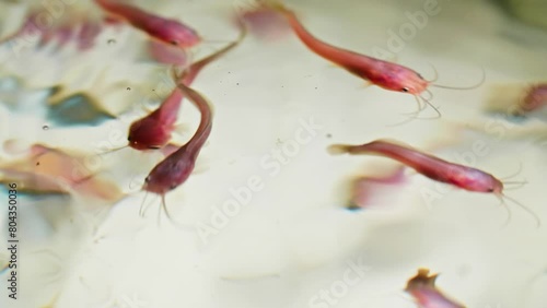 Future Swimmers: Organic Minnows Maturing in Aquaculture