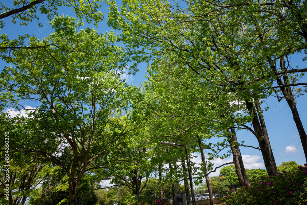Fototapeta premium 公園の樹木 若葉のころ