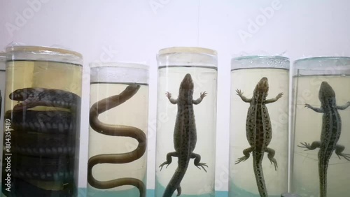 Animals in formaldehyde. Close-up reptiles, reptiles and amphibians in glass jars. Animal preparations filled with formaldehyde solution. Herpetology. Laboratory for study of snakes and other reptiles