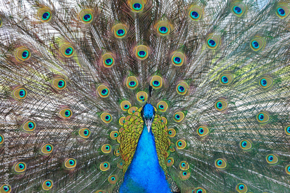 Obraz premium peacock feather close up
