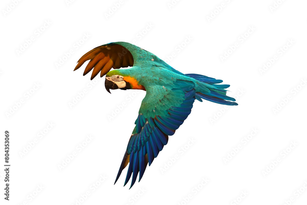 Fototapeta premium Colorful flying Blue and Gold Macaw parrot isolated on transparent background png file