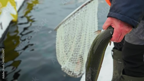 A freshly caught trout in the fisherman hand in close-up. A net in the background. Fishery, salmon farming, aquaculture, organic production