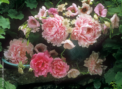 Fototapeta Naklejka Na Ścianę i Meble -  still life of peonies and roses outdoors