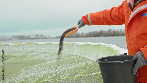 Daily Rituals at the Fish Farm: Feeding Time with Mixed Pellets