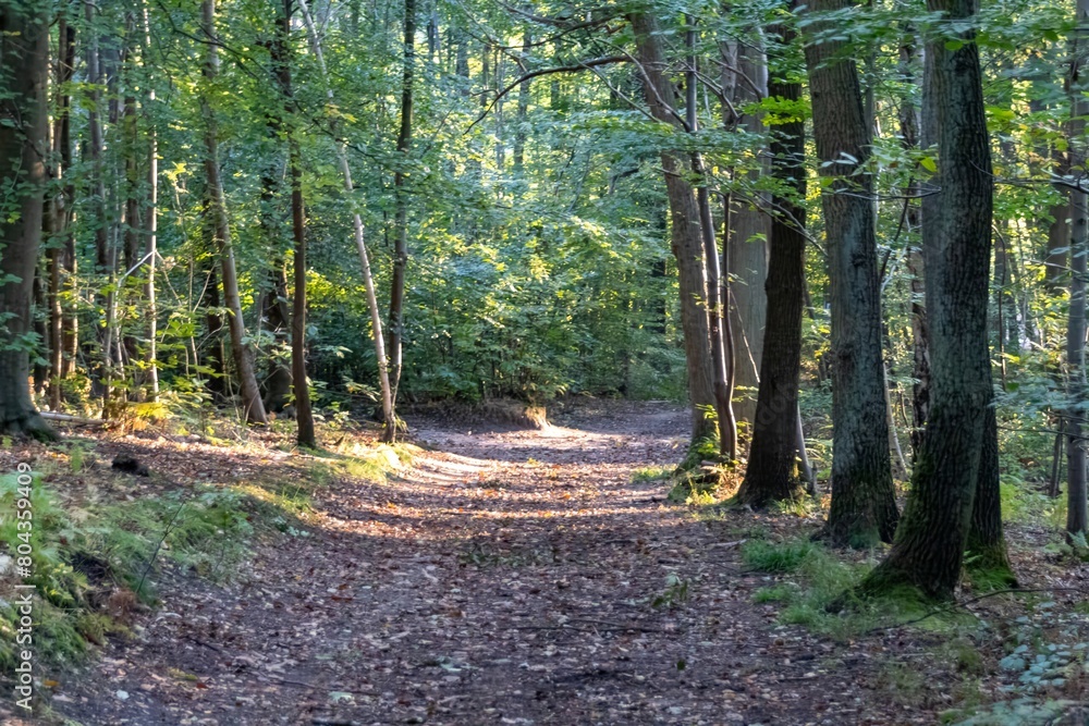 Obraz premium footpath in the woods