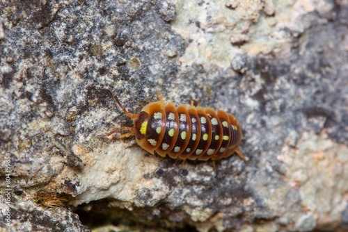 The Clown Isopod (Armadillidium klugii) in rocky habitat