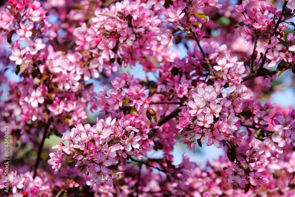 Close-up of a cherry blossom branches in garden Close-up of a cherry blossom branches in garden