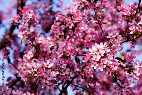 Close-up of a cherry blossom branches in garden