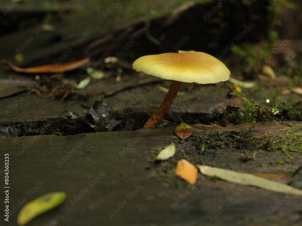 Chiloe Fungi Chiloe Fungi