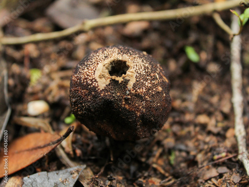 Chiloe Fungi