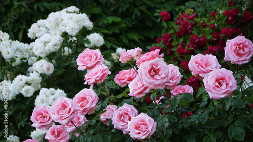 Varietal elite roses bloom in Rosengarten Volksgarten in Vienna. Pink and white Grandiflora rose flowers