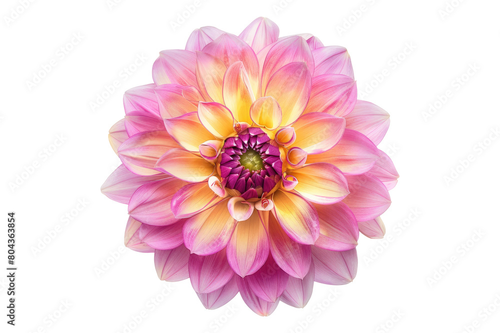 Pink yellow dahlia flower isolated on transparent background