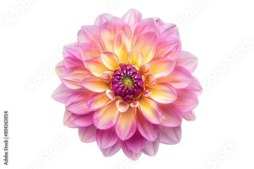 Pink yellow dahlia flower isolated on transparent background