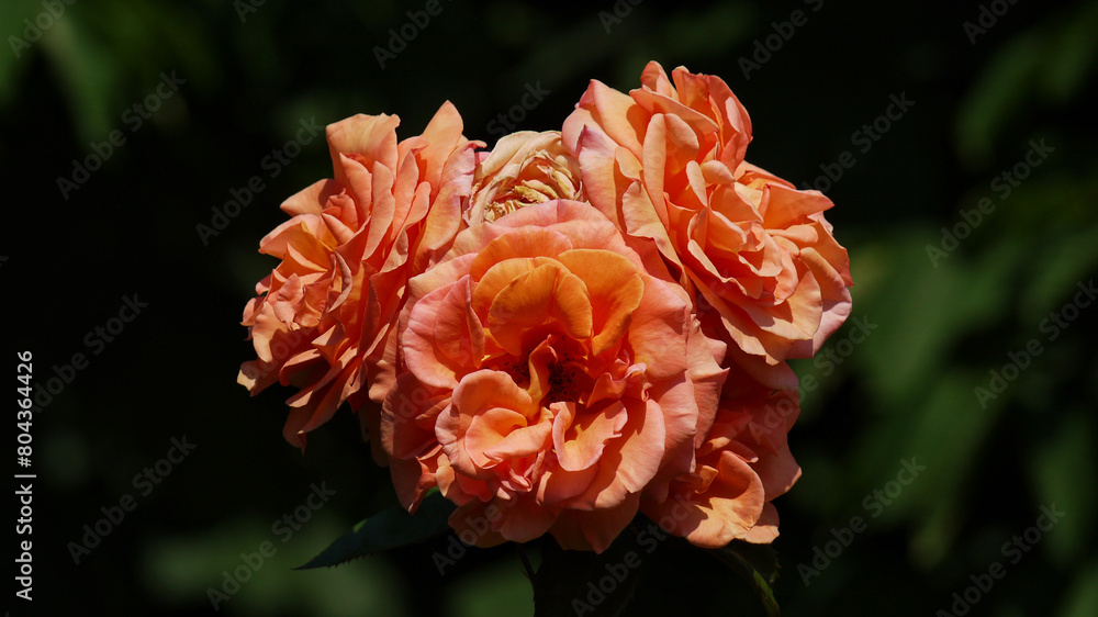 Varietal elite roses bloom in Rosengarten Volksgarten in Vienna. Orange Grandiflora rose flowers with a bee Varietal elite roses bloom in Rosengarten Volksgarten in Vienna. Orange Grandiflora rose flowers with a bee
