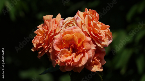 Varietal elite roses bloom in Rosengarten Volksgarten in Vienna. Orange Grandiflora rose flowers with a bee