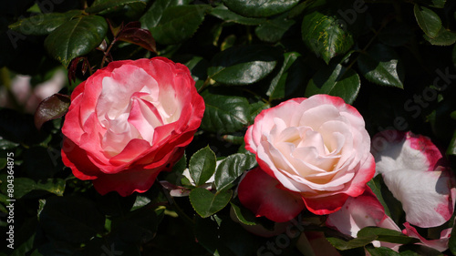 Varietal elite roses bloom in Rosengarten Volksgarten in Vienna. Red and white Double delight rose flower close up photo