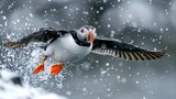 Atlantic Puffin (Fratercula arctica) taking flight with a beak full of fish. Iceland's Vigor Island has a puffin colony as well as a rookery for Arctic Terns; Vigur, Westfjords, Iceland Genrative AI
