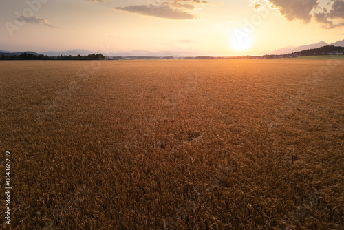 Golden wheat field at summer evening sunset, aerial shot. Nature concept. © 24K-Production