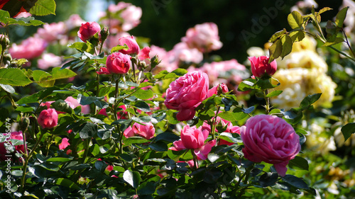 Varietal elite roses bloom in Rosengarten Volksgarten in Vienna. Pink, violet and yellow Grandiflora rose flowers photo