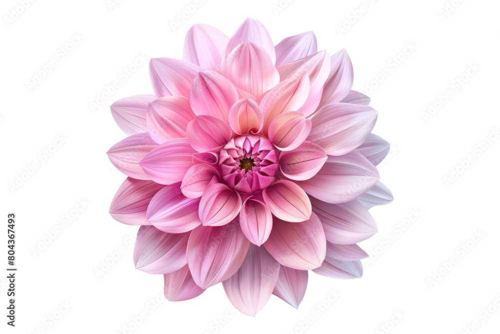 Pink dahlia flower isolated on transparent background