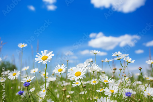 Daisy flowers in a sunny meadow with blue sky. Spring and eco-friendly concept for postcards and environmental awareness campaigns. Banner with copy space.
