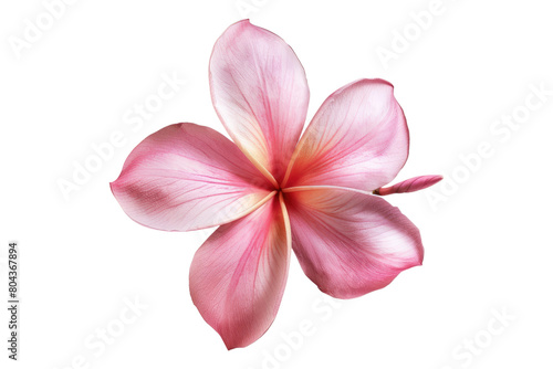 Pink frangipani flower isolated on transparent background