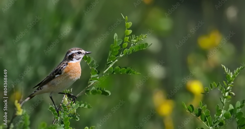 Whinchat male on branch, Saxicola rubetra, birds of Montenegro Whinchat male on branch, Saxicola rubetra, birds of Montenegro