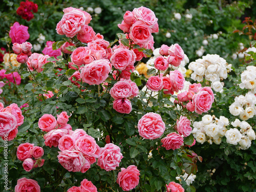 Fototapeta Naklejka Na Ścianę i Meble -  Varietal elite roses bloom in Rosengarten Volksgarten in Vienna. Pink and white Floribunda rose flowers