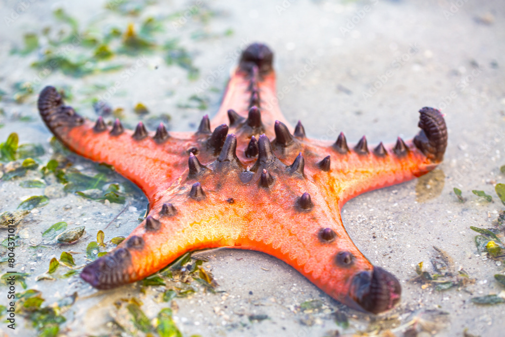 Abundant sea There is beautiful nature. In the quiet sea of Krabi Province. Red starfish on the shore at sunrise. bright orange starfish Move slowly on the sand. islands background. Abundant sea There is beautiful nature. In the quiet sea of Krabi Province. Red starfish on the shore at sunrise. bright orange starfish Move slowly on the sand. islands background.