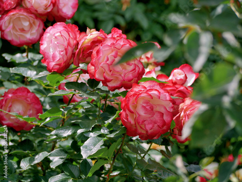 Fotografía Varietal elite roses bloom in Rosengarten Volksgarten in Vienna