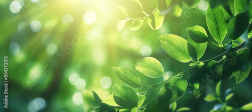 Green leaves with soft sunlight background. Springtime and growth concept. Banner with copy space for environmental awareness campaign or Earth Day.