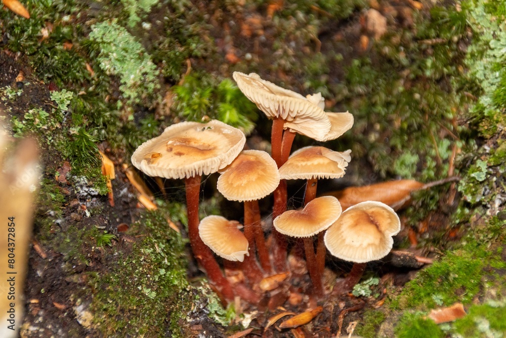 Fototapeta premium mushroom in the forest