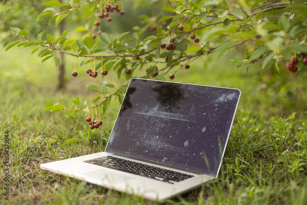Fototapeta premium Laptop on green grass in park. Working outdoor