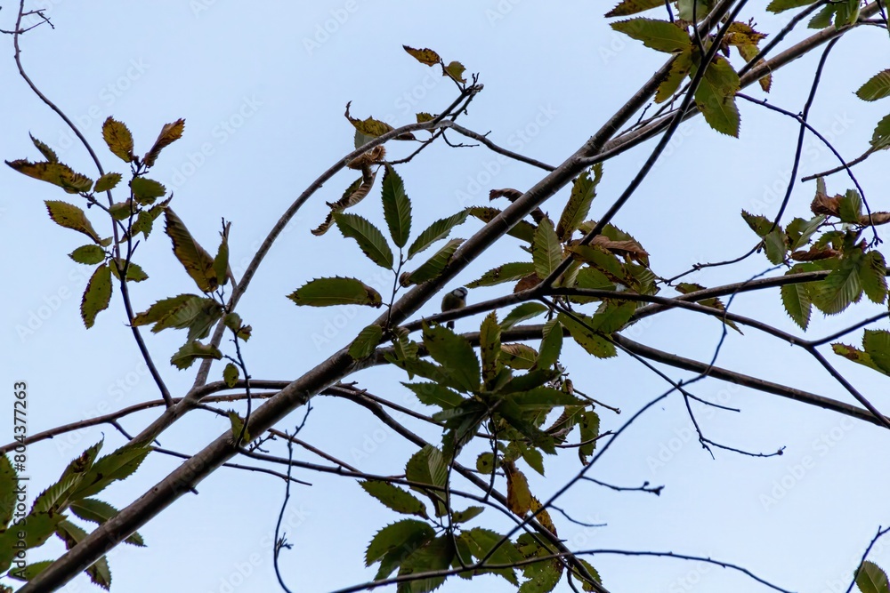 branches of a tree with blue sky branches of a tree with blue sky