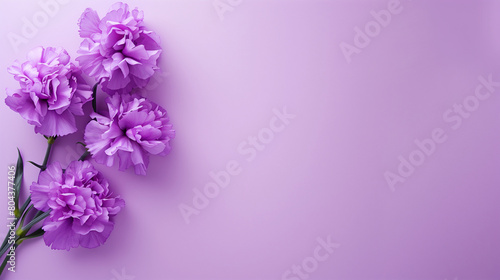 Purple Carnation Background