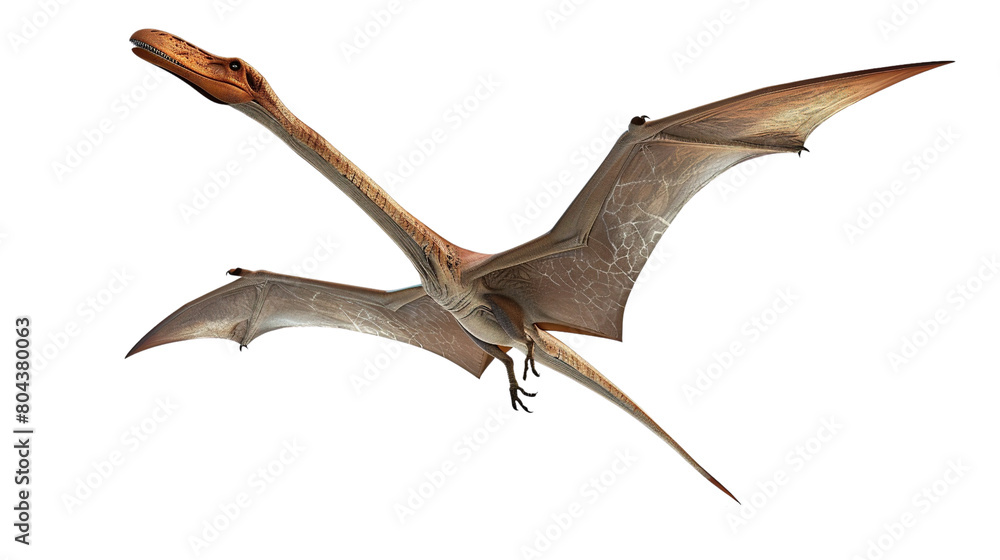Fototapeta premium pterodactyls isolated on white background