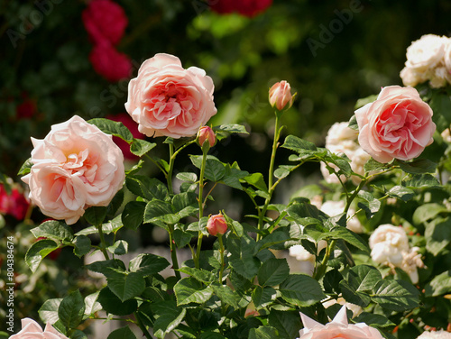 Varietal elite roses bloom in Rosengarten Volksgarten in Vienna. Pink Floribunda rose flowers