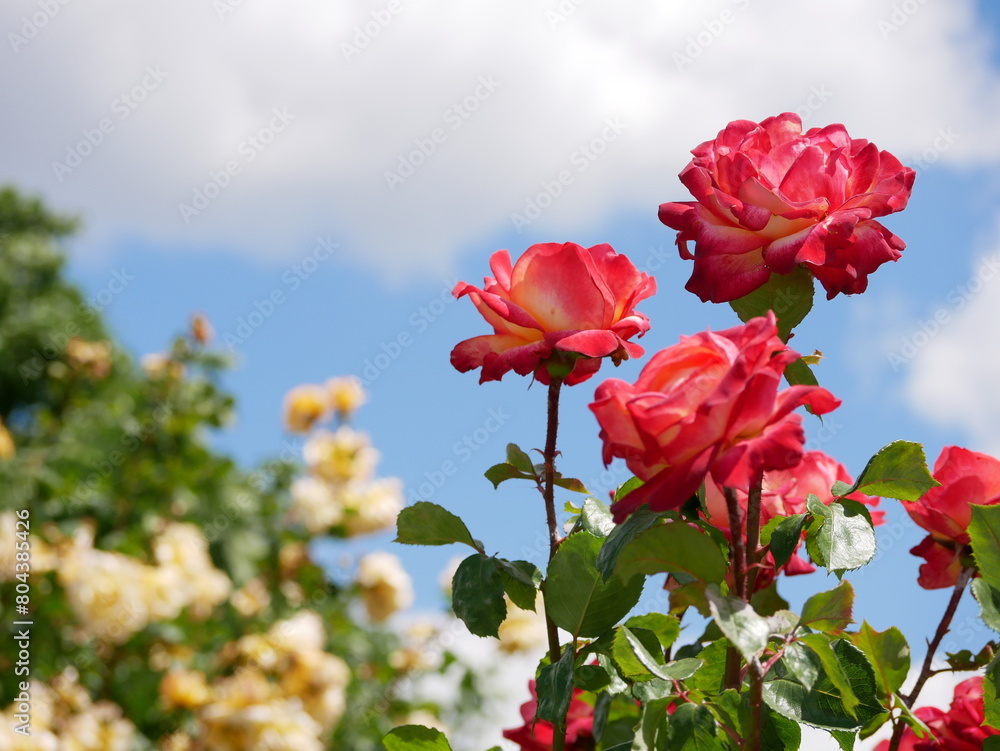 Varietal elite roses bloom in Rosengarten Volksgarten in Vienna. Red and yellow hybrid tea rose flowers