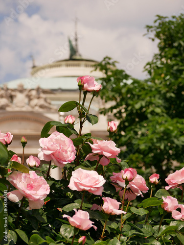 Varietal elite roses bloom in Rosengarten Volksgarten in Vienna. Pink hybrid tea rose flowers at the background of historical building of Burgtheater