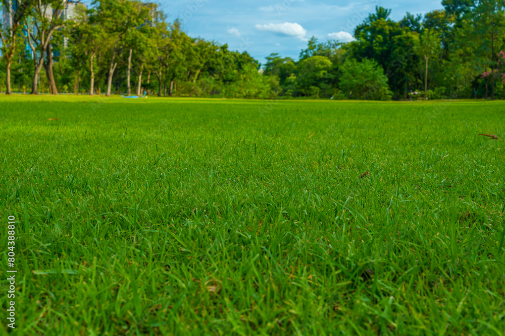 Obraz premium Green meadow grass tree park blue sky with cloud